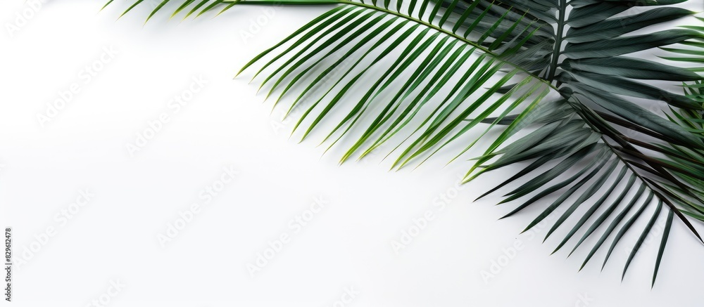 Obraz premium Palm leaves against a plain white backdrop provide copy space image