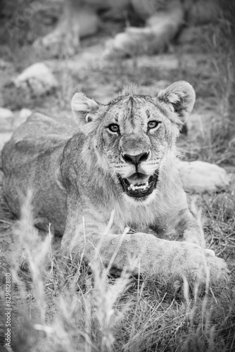 Portrait of a lion cub 