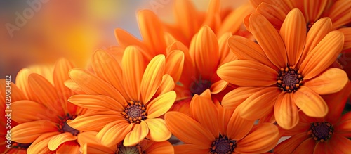 Vivid orange blooms to adorn your desktop background with a captivating copy space image