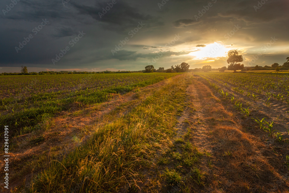 Fototapeta premium Dirt road through fields and sunset with storm clouds
