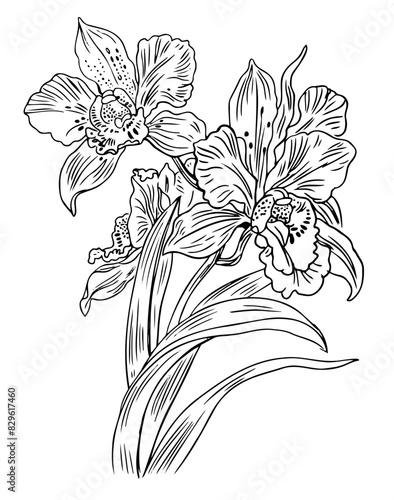 Orchid Flower Contour Vector Drawing