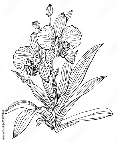 Orchid Flower Contour Vector Drawing