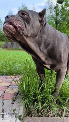 Cane Corso dog eating grass on backyard, vertical footage