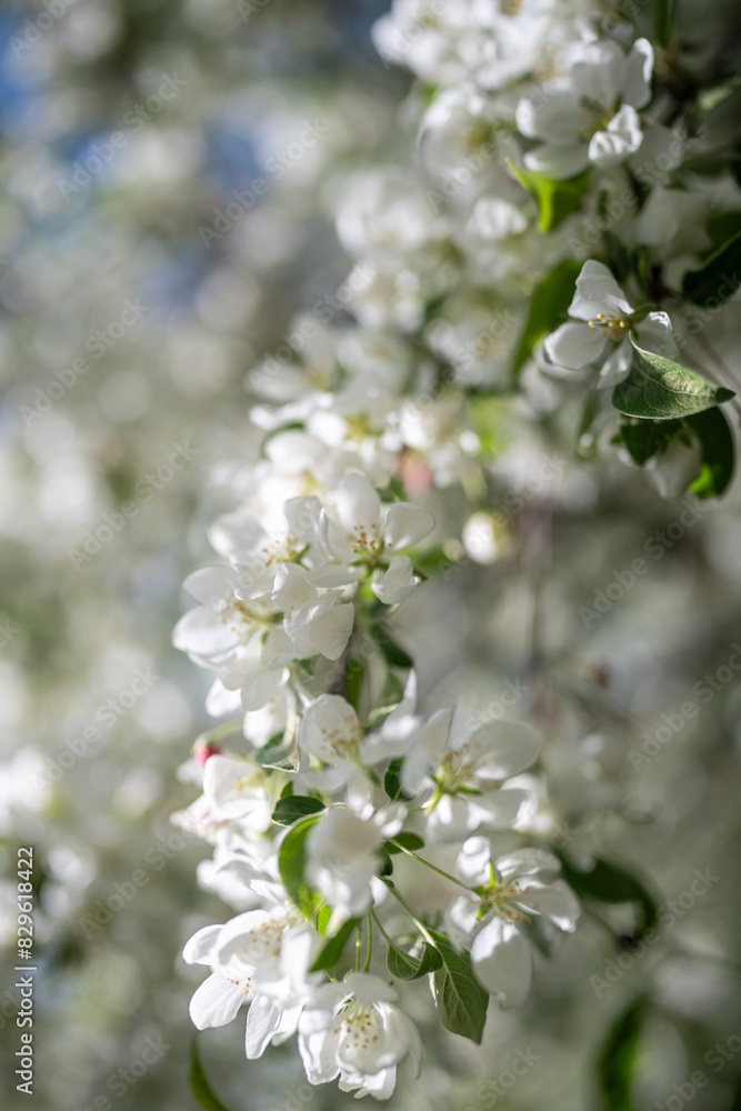White blooming apple tree, soft focus closeup. Spring time, season in nature. Summer fragrant flowers