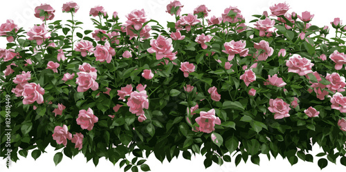 Beautiful lush bush of pink roses with green leaves