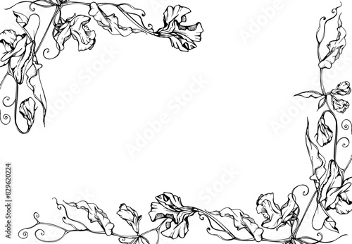 Hand drawn vector graphic ink illustration botanical flowers leaves. Sweet everlasting pea, vetch bindweed legume tendrils. Border frame isolated white background. Design wedding, cards, floral shop