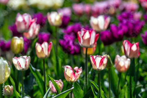 Canvas Print Field of Purple and White Tulips