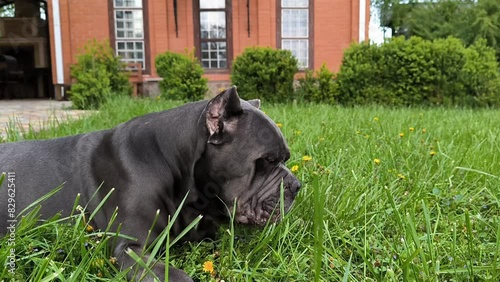 Cane Corso dog eating grass on backyard, horizontal footage.