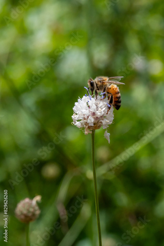 Close up of a Honey bee on the small white flower with purple stamen called Jaffa Scabious scientific name Cephalaria joppensis in northern Israel.

