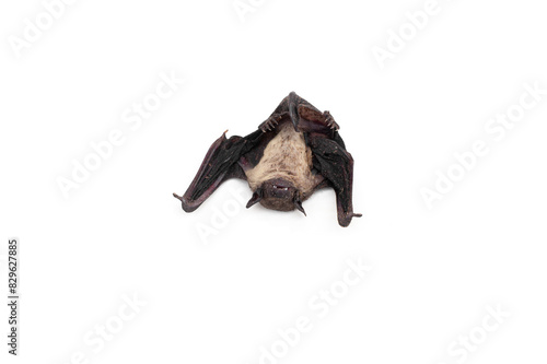 Bats isolated on white background.