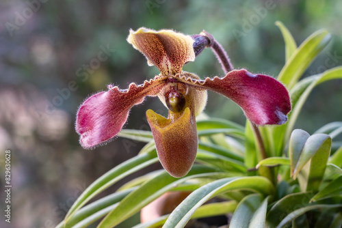 Closeup view of purple pink and yellow brown flower of lady slipper tropical orchid paphiopedilum hirsutissimum species blooming outdoors on natural background