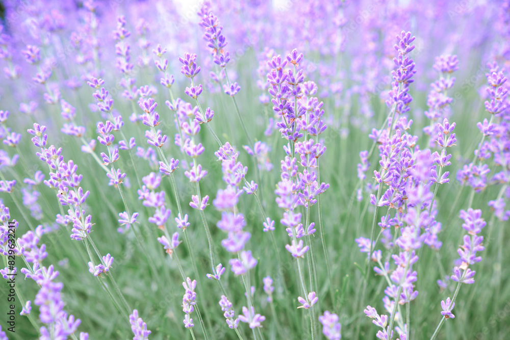 Naklejka premium Blooming lavender. Soft focus. Blurred background.
