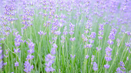 Blooming lavender. Soft focus. Blurred background. © TanyaJoy