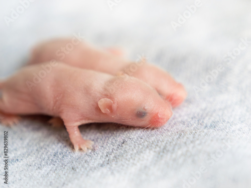 Side view of two blind hairless little mice on a gray background, sixth day of mouse life, fancy mice, pets, agricultural pests.