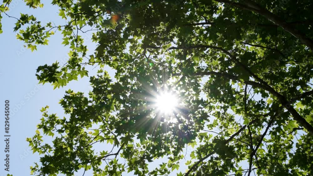 Bright sunlight streams through vibrant green tree leaves, creating a serene and tranquil atmosphere on a clear summer afternoon. Bright sunlight streams through vibrant green tree leaves, creating a serene and tranquil atmosphere on a clear summer afternoon.