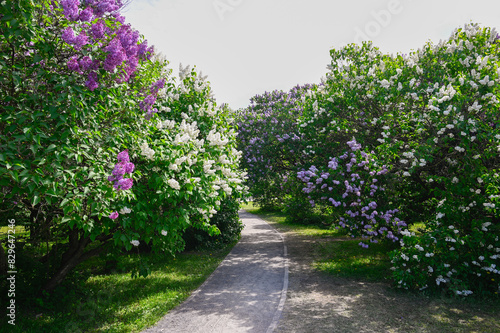 Alley Bushes of blooming purple and white lilacs in the park.
