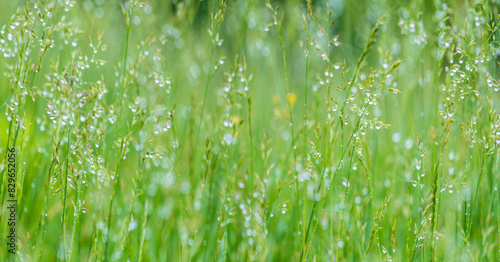 green grass with dew. panoramic view of the fields on a rainy day