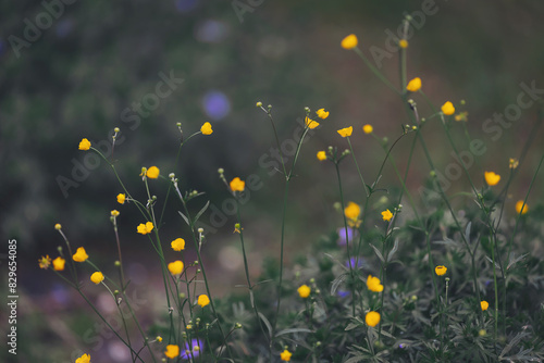 Yellow flowers against green grass. Buttercup flowers in the field (Ranunculus acris) with soft focus. Bokeh and diffused background in a spring meadow. photo