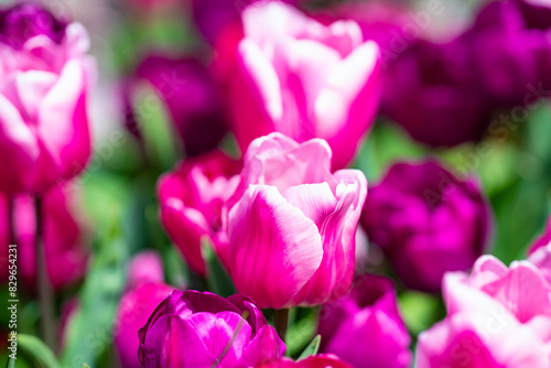 Tulips flowers in a spring field. Red tulips with beautiful bouquet background. Tulip flower. Tulip field in spring. Spring blossom flowers in garden.