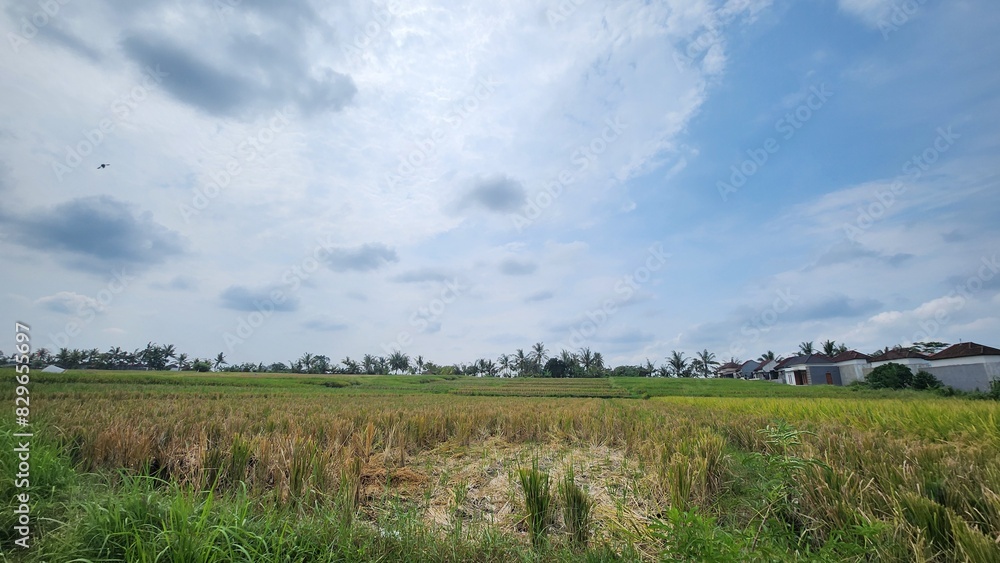 field of wheat and clouds field of wheat and clouds