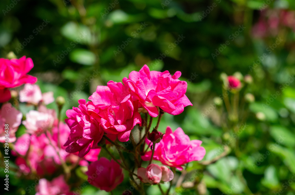 pink flowers in the garden pink flowers in the garden