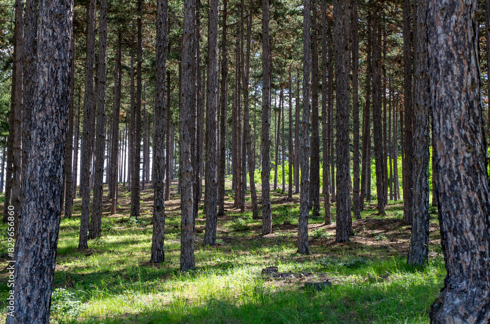 Obraz premium trees in the forest