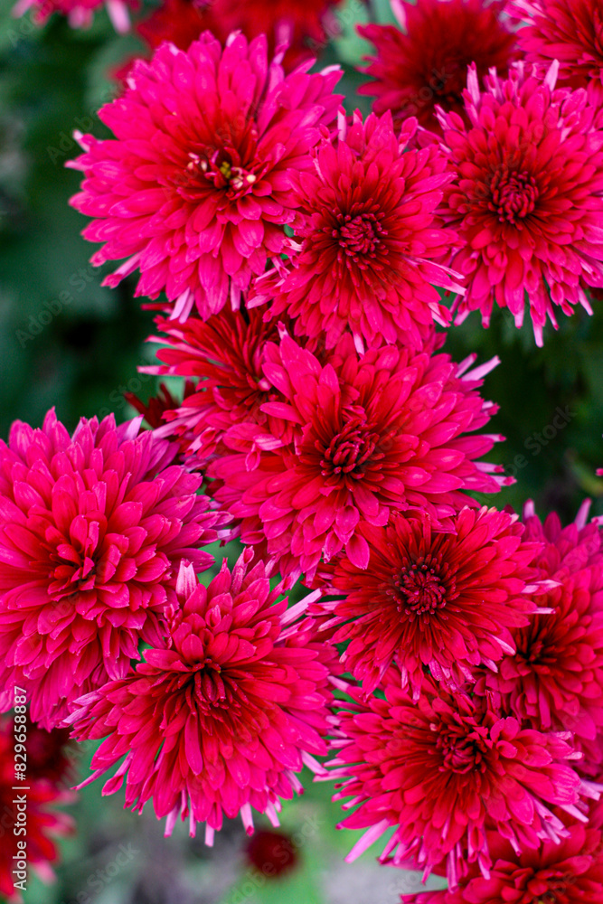Obraz premium Beautiful cosmos flowers blooming in garden