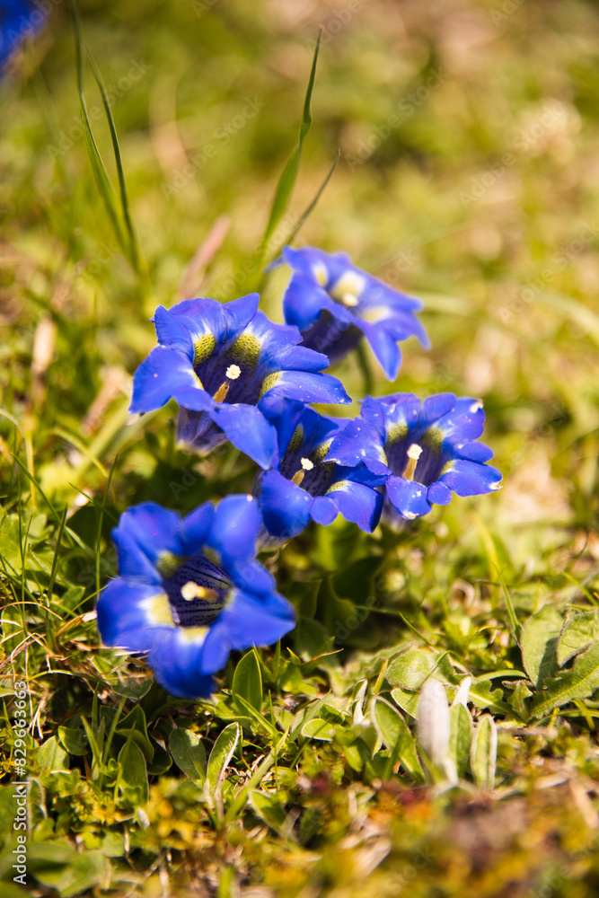 Gentiane de koch fleur bleue altitude Pyrénées Gentiane de koch fleur bleue altitude Pyrénées