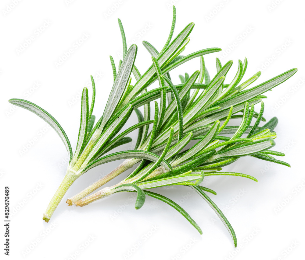 Fototapeta premium Green fresh rosemary twig isolated on white background.