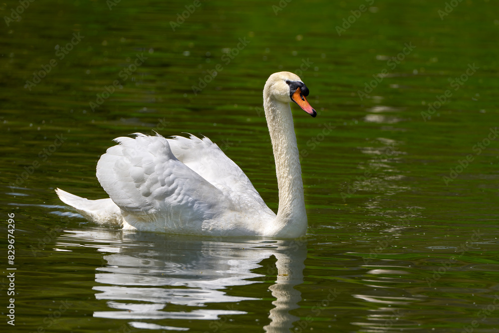 Höckerschwan (Cygnus olor) mit aufgestellten Flügeln schwimmt in grün schimmerndem Wasser - Neckar, Baden-Württemberg, Deutschland Höckerschwan (Cygnus olor) mit aufgestellten Flügeln schwimmt in grün schimmerndem Wasser - Neckar, Baden-Württemberg, Deutschland
