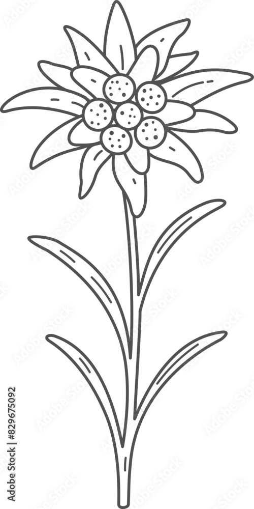 Fototapeta premium Edelweiss flower