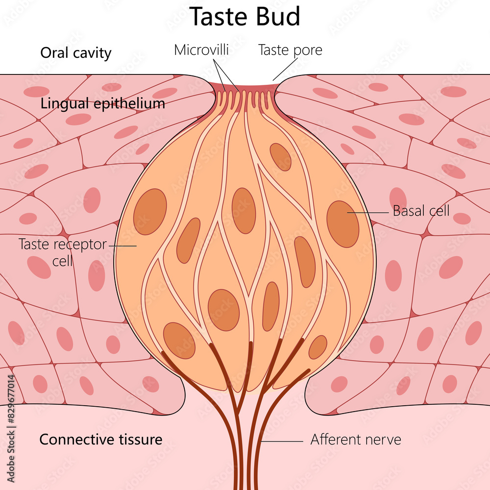 human taste bud, including lingual epithelium, taste receptor cells