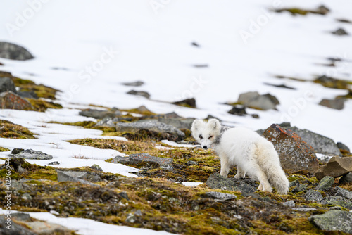 Arctic fox cub (Vulpes lagopus) in Svalbard with fur lice