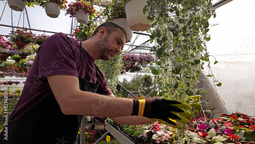 Man working in a flower nursery greenhouse, taking care of plants and preparing it for selling.