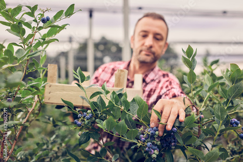 Farmer picking fresh blueberries on a farm.