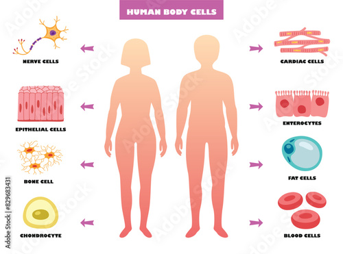 Anatomy Of Human Body Cells