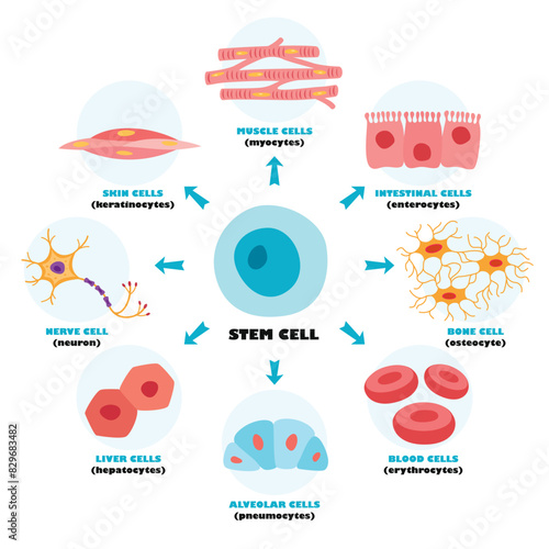 Anatomy Of Human Body Cells