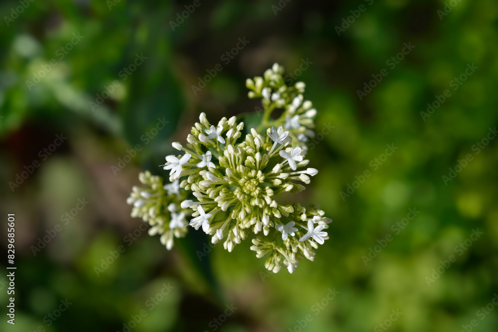 Red valerian white flowers