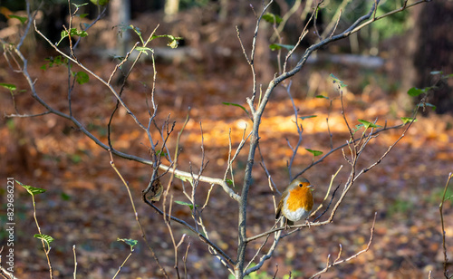 Robin perched on a branch in late autumn