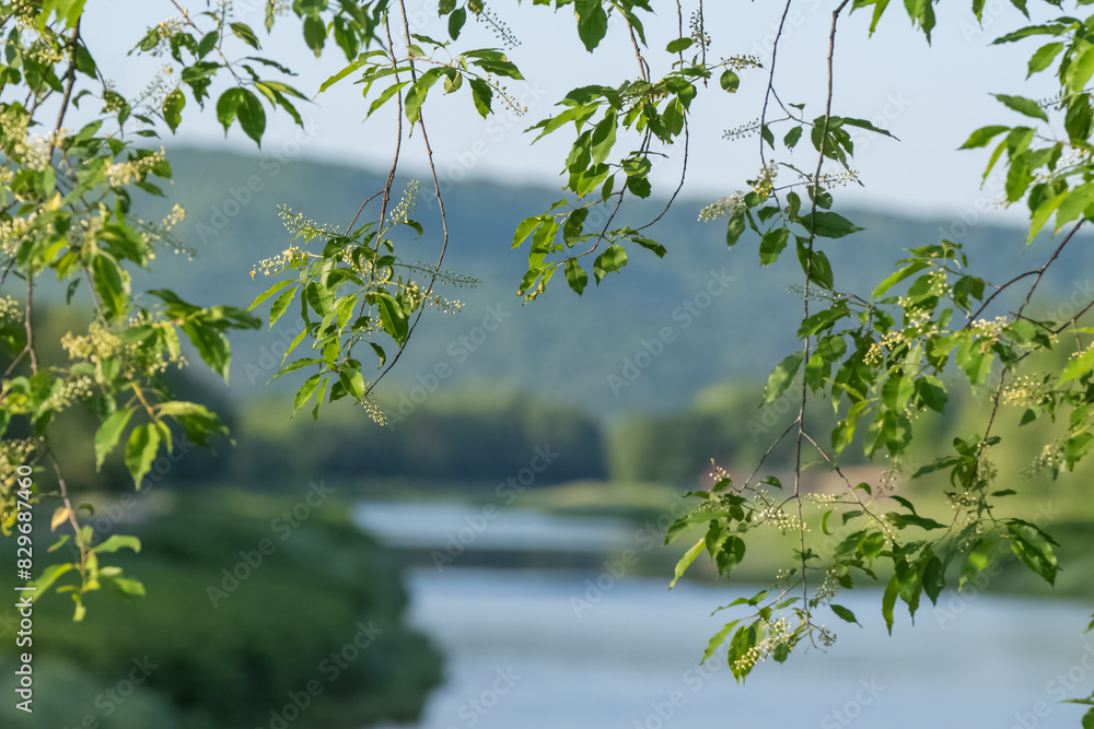 Summer green background copy space selective focus, lush foliage natural light, bokeh natural backgrounds Summer green background copy space selective focus, lush foliage natural light, bokeh natural backgrounds