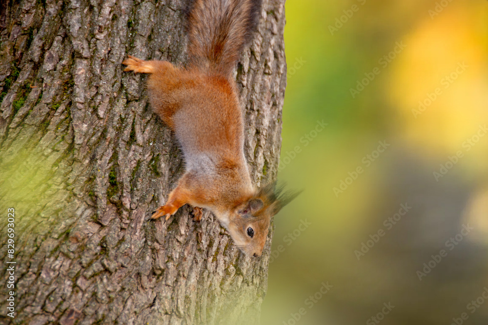 Close-up shot of the Red Squirrel Close-up shot of the Red Squirrel