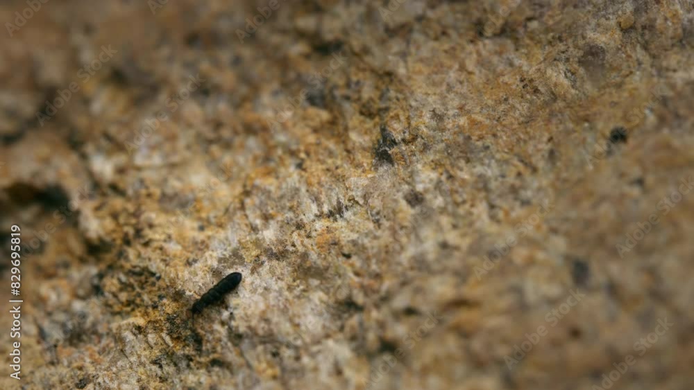 Black springtail on rocky surface, macro hexapod in nature. Tiny bug on rock Black springtail on rocky surface, macro hexapod in nature. Tiny bug on rock