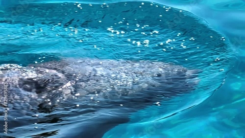 Wallpaper Mural Slowmotion following view of a bottlenose dolphin breathing above the surface in a clear ocean. Torontodigital.ca