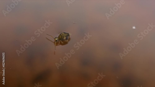 Cute globular springtail (Sminthuridae) on water. Surface tension holding up very tiny animal. Macro hexapod in nature. photo