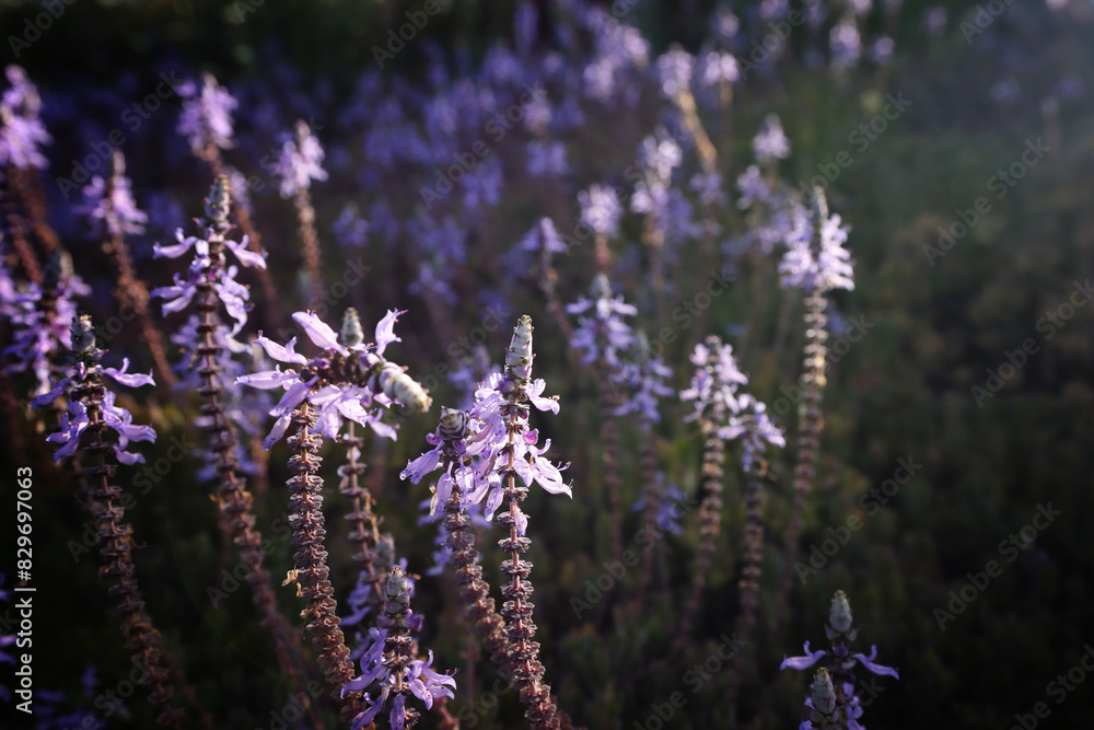 Fototapeta premium Lavender flowers blooming at spring time