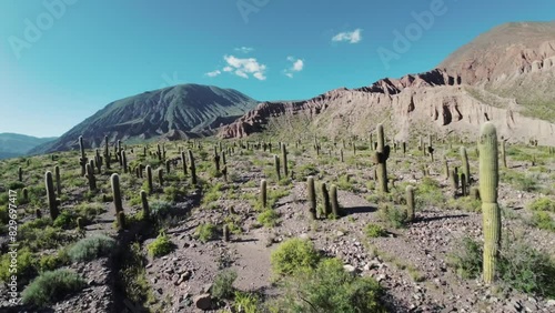 FPV drone flying low amidst numerous cardon cacti in the pre-Andes region of Salta, Argentina. photo