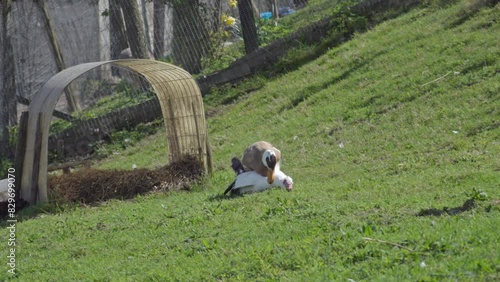 Two ducks mating on a field The male duck is rather aggressive during the time it takes to copulate (part 2 of 2)