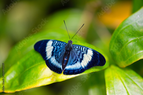 Butterfly Prola beauty is resting on the leave. Panacea prola. photo