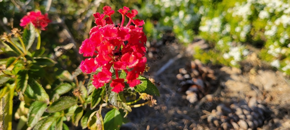 Close-up of red Lantana flowers surrounded by trees and soil in the background Close-up of red Lantana flowers surrounded by trees and soil in the background