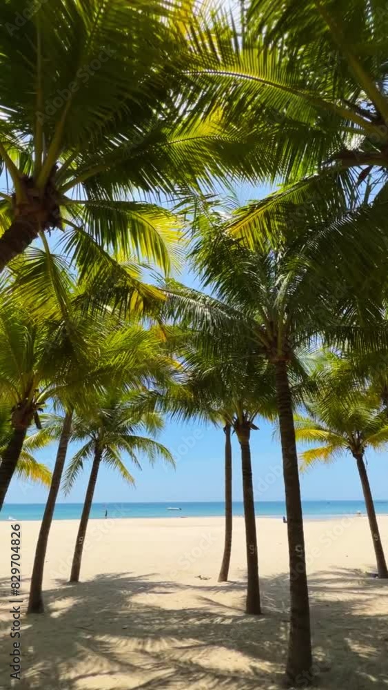 Experience the tranquility of walking through a grove of palm trees with this serene footage, perfect for depicting tropical or relaxing outdoor scenes Experience the tranquility of walking through a grove of palm trees with this serene footage, perfect for depicting tropical or relaxing outdoor scenes